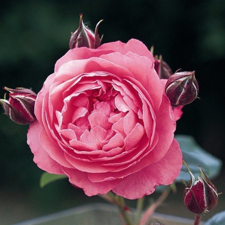 Raymond Blanc ®' Hybrid Tea Roses garden rose bushes potted or bare root plants