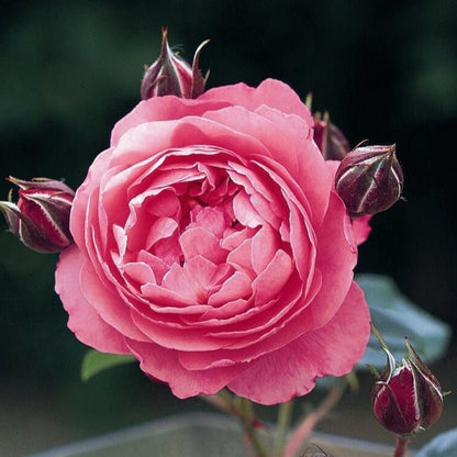 Raymond Blanc ®' Hybrid Tea Roses garden rose bushes potted or bare root plants
