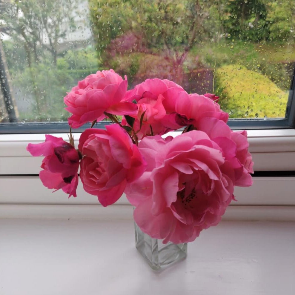 Raymond Blanc ®' Hybrid Tea Roses garden rose bushes potted or bare root plants