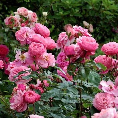 Raymond Blanc ®' Hybrid Tea Roses garden rose bushes potted or bare root plants