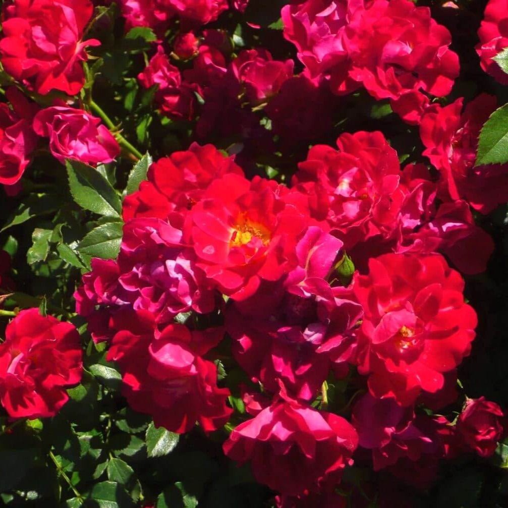 Red Drift ®' Floribunda Roses garden rose bushes potted or bare root plants