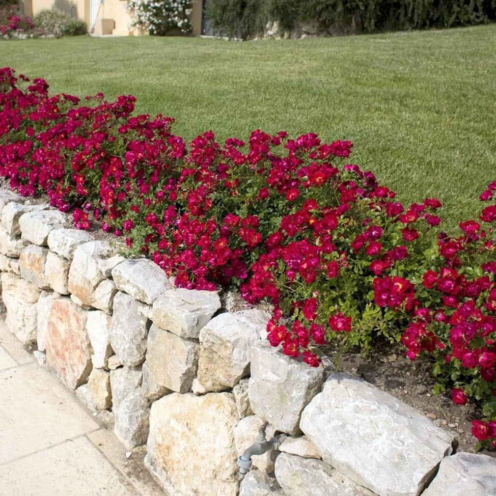 Red Drift ®' Floribunda Roses garden rose bushes potted or bare root plants