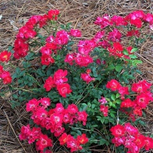 Red Drift ®' Floribunda Roses garden rose bushes potted or bare root plants