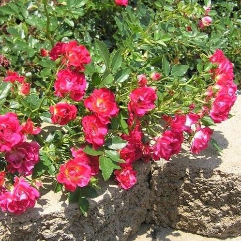 Red Drift ®' Floribunda Roses garden rose bushes potted or bare root plants