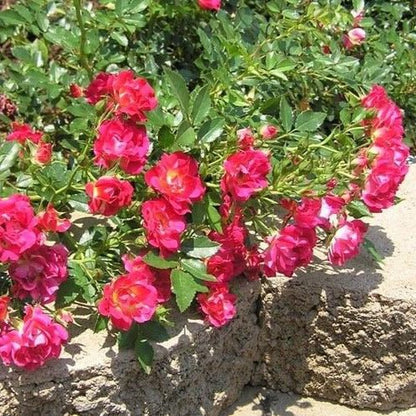 Red Drift ®' Floribunda Roses garden rose bushes potted or bare root plants