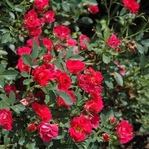 Red Drift ®' Floribunda Roses garden rose bushes potted or bare root plants