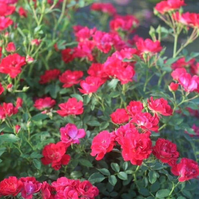Red Drift ®' Floribunda Roses garden rose bushes potted or bare root plants
