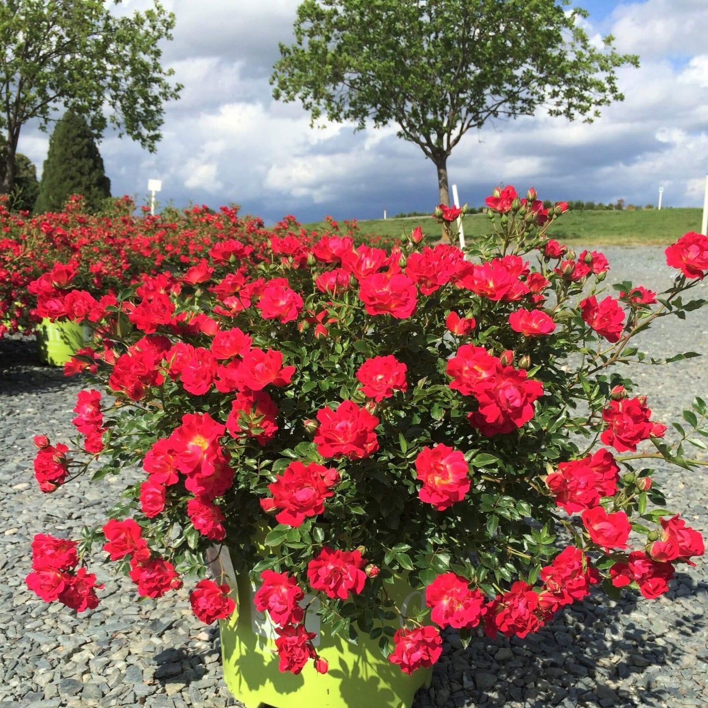 Red Drift ®' Floribunda Roses garden rose bushes potted or bare root plants