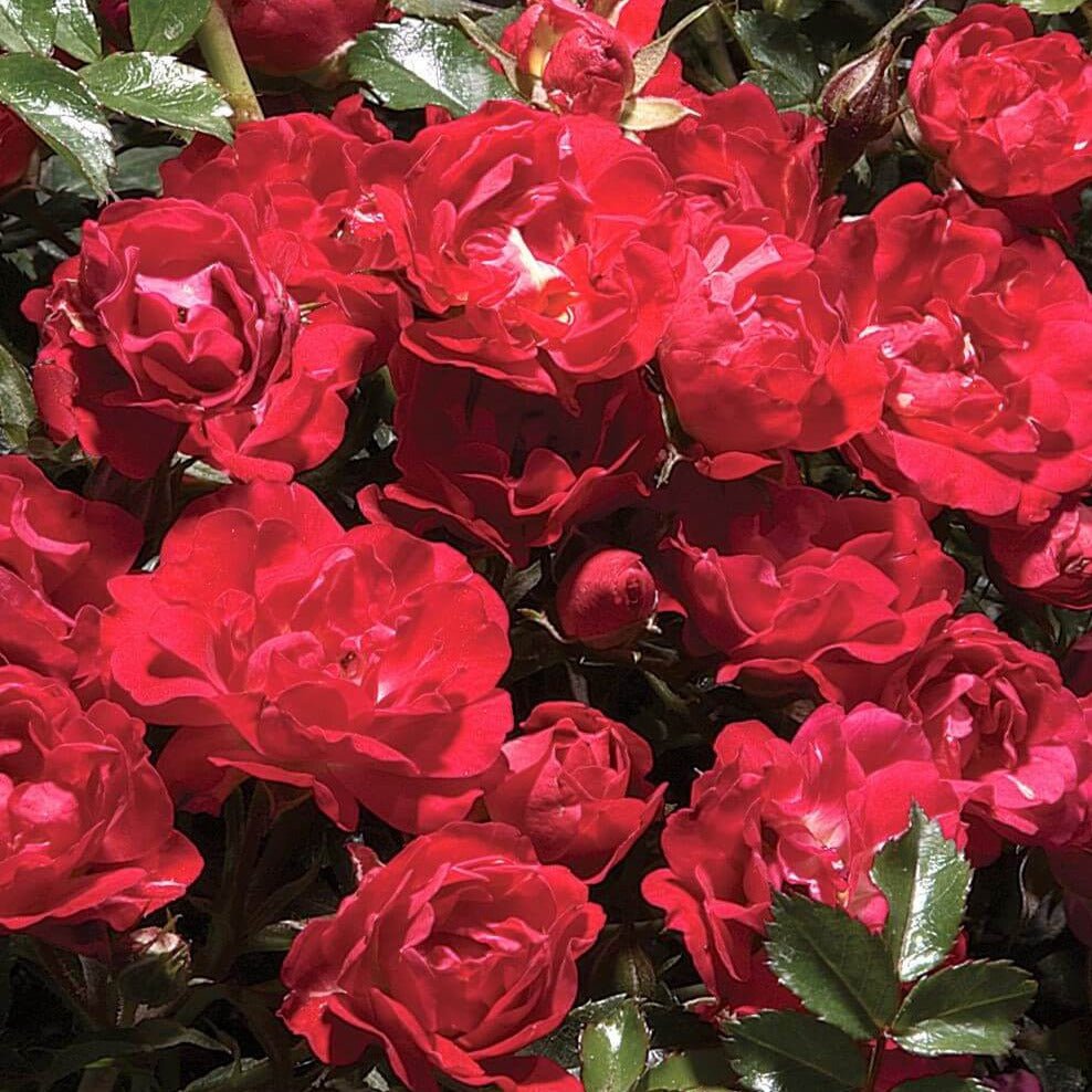 Red Drift ®' Floribunda Roses garden rose bushes potted or bare root plants