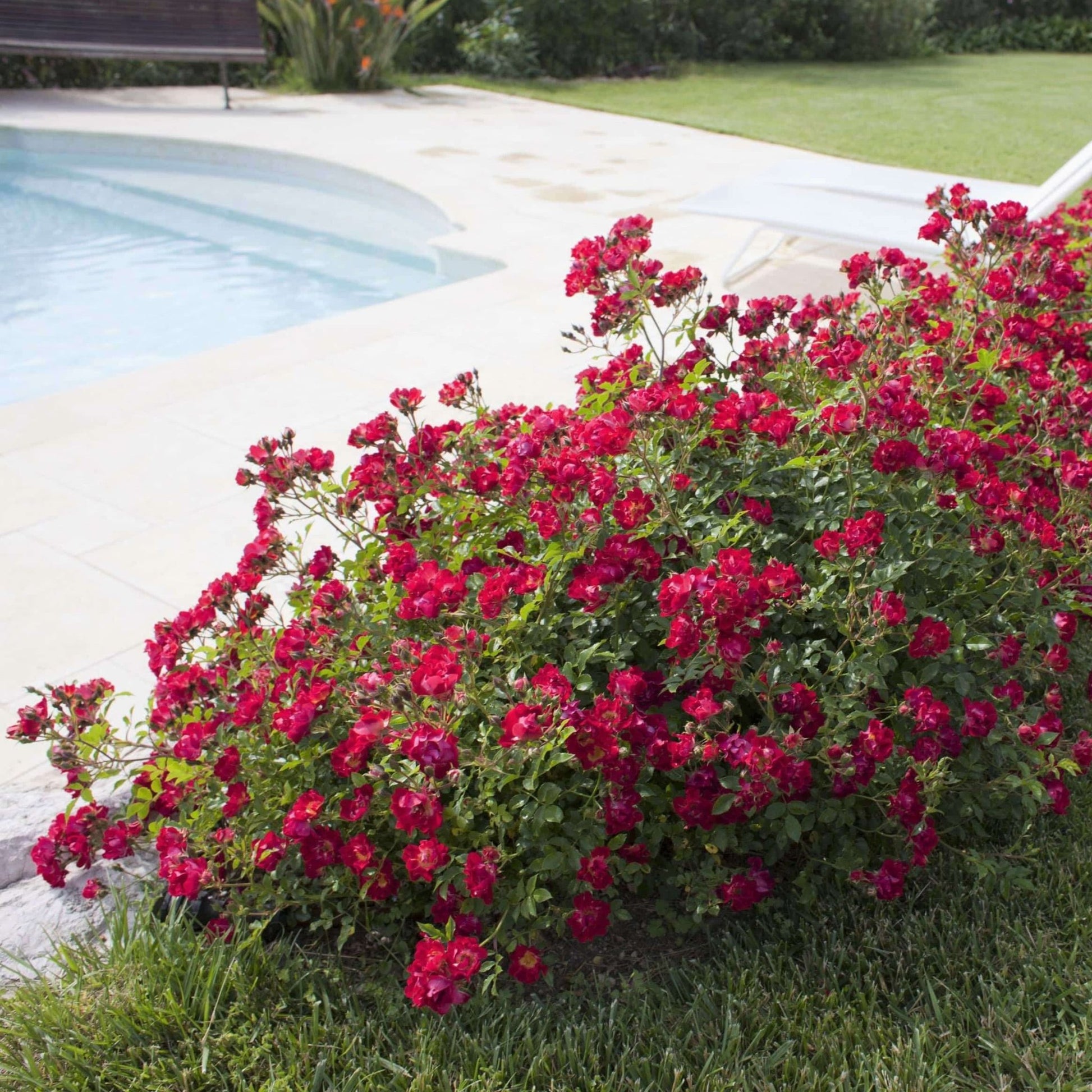 Red Drift ®' Floribunda Roses garden rose bushes potted or bare root plants