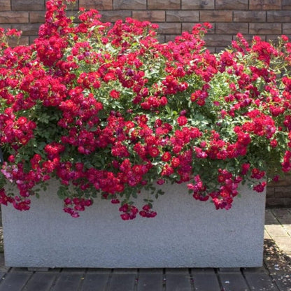 Red Drift ®' Floribunda Roses garden rose bushes potted or bare root plants