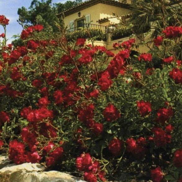 Red Drift ®' Floribunda Roses garden rose bushes potted or bare root plants