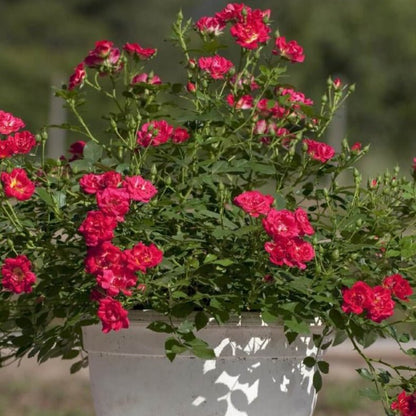 Red Drift ®' Floribunda Roses garden rose bushes potted or bare root plants