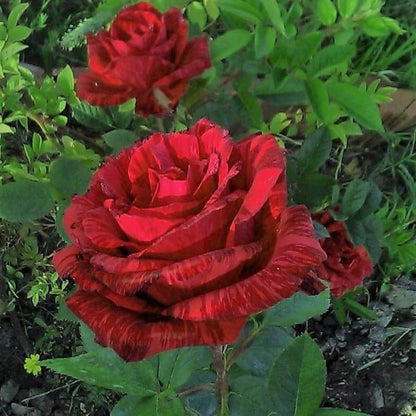 Red Intuition ® Hybrid Tea Roses garden rose bushes potted or bare root plants