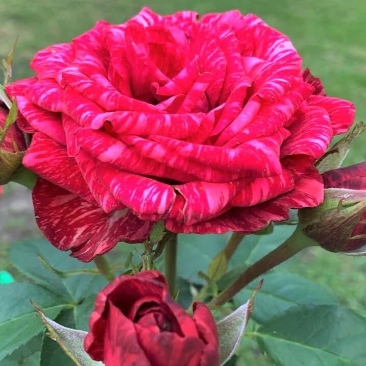Red Intuition ® Hybrid Tea Roses garden rose bushes potted or bare root plants