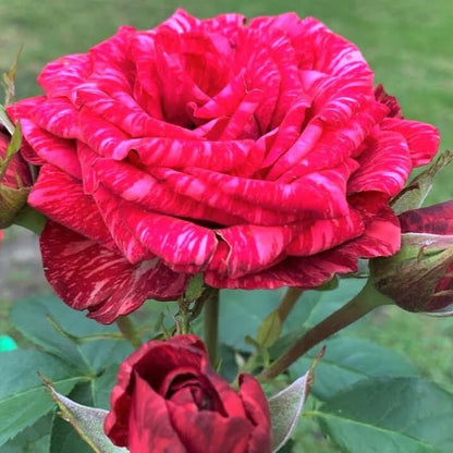 Red Intuition ® Hybrid Tea Roses garden rose bushes potted or bare root plants