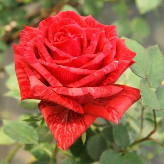 Red Intuition ® Hybrid Tea Roses garden rose bushes potted or bare root plants