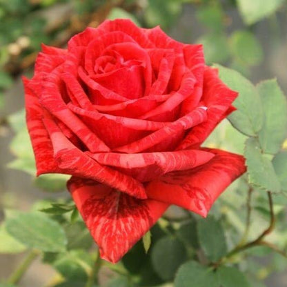 Red Intuition ® Hybrid Tea Roses garden rose bushes potted or bare root plants