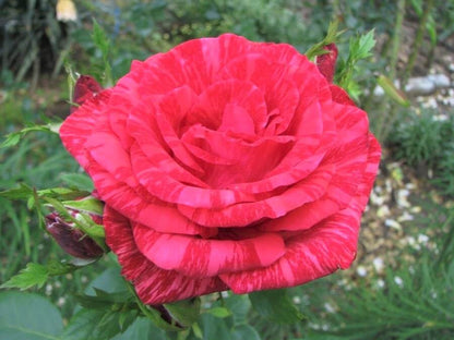 Red Intuition ® Hybrid Tea Roses garden rose bushes potted or bare root plants