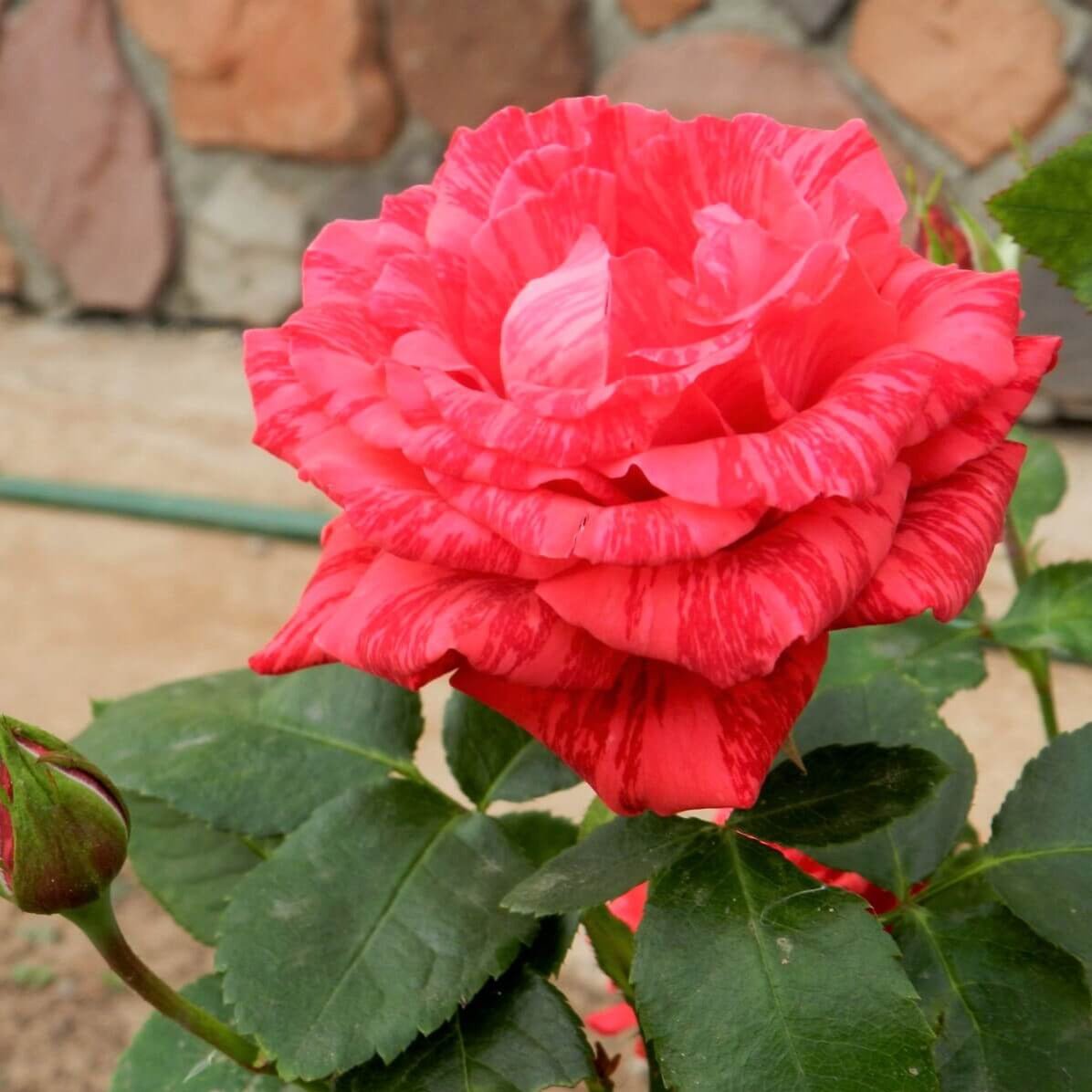 Red Intuition ® Hybrid Tea Roses garden rose bushes potted or bare root plants