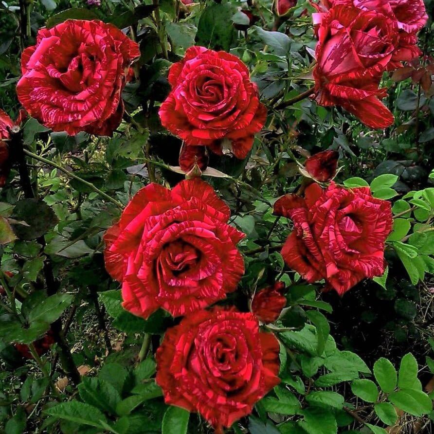 Red Intuition ® Hybrid Tea Roses garden rose bushes potted or bare root plants