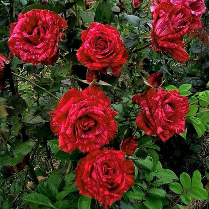 Red Intuition ® Hybrid Tea Roses garden rose bushes potted or bare root plants