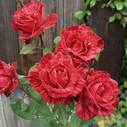 Red Intuition ® Hybrid Tea Roses garden rose bushes potted or bare root plants