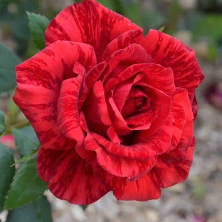 Red Intuition ® Hybrid Tea Roses garden rose bushes potted or bare root plants