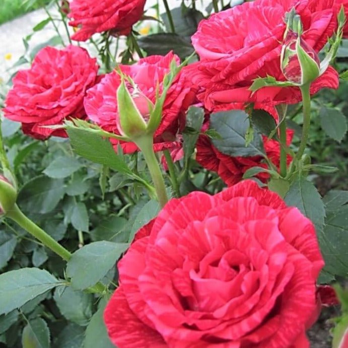 Red Intuition ® Hybrid Tea Roses garden rose bushes potted or bare root plants