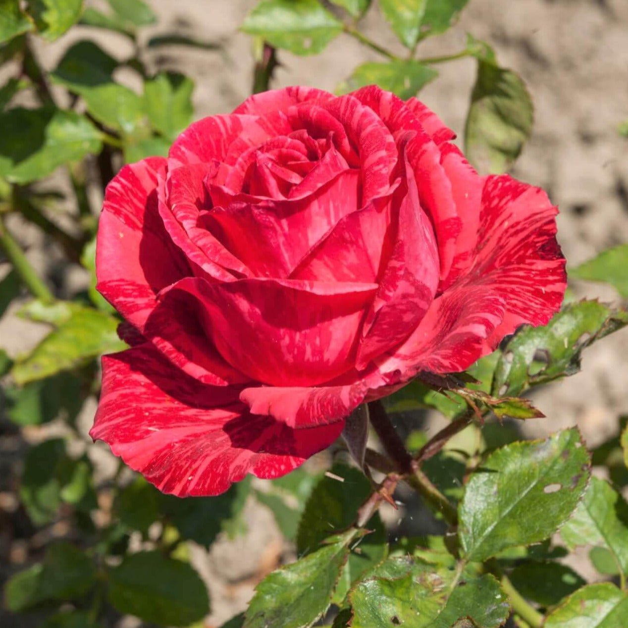 Red Intuition ® Hybrid Tea Roses garden rose bushes potted or bare root plants