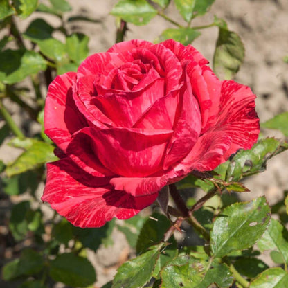 Red Intuition ® Hybrid Tea Roses garden rose bushes potted or bare root plants