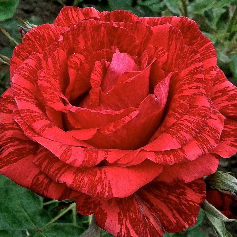 Red Intuition ® Hybrid Tea Roses garden rose bushes potted or bare root plants