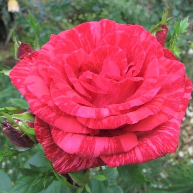 Red Intuition ® Hybrid Tea Roses garden rose bushes potted or bare root plants