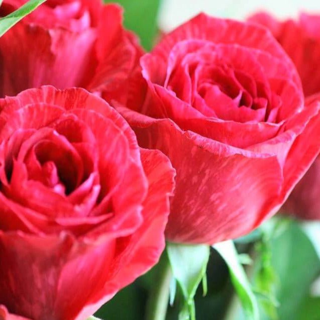 Red Intuition ® Hybrid Tea Roses garden rose bushes potted or bare root plants