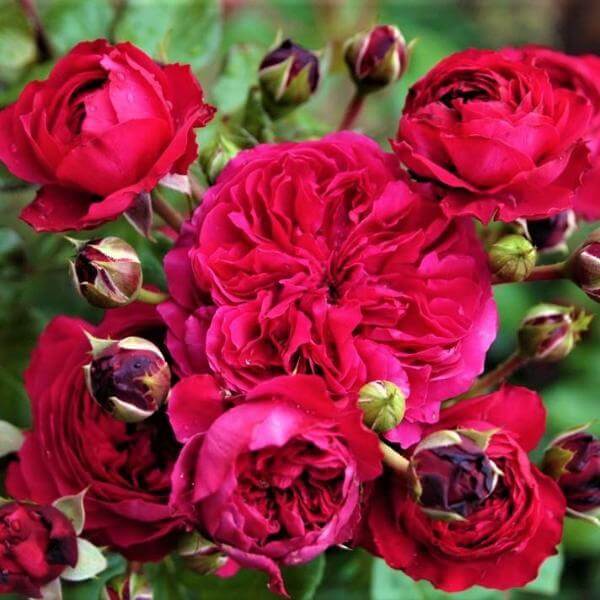 Red Leonardo da Vinci ® Floribunda Roses garden rose bushes potted or bare root plants