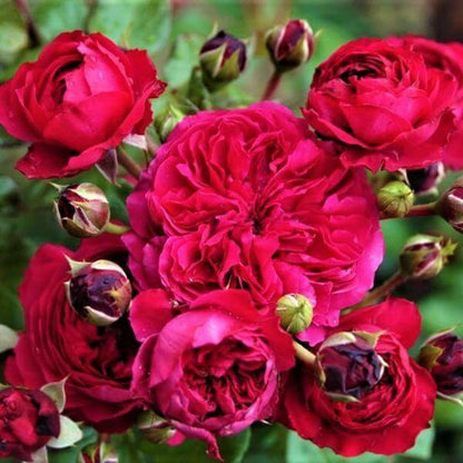Red Leonardo da Vinci ® Floribunda Roses garden rose bushes potted or bare root plants