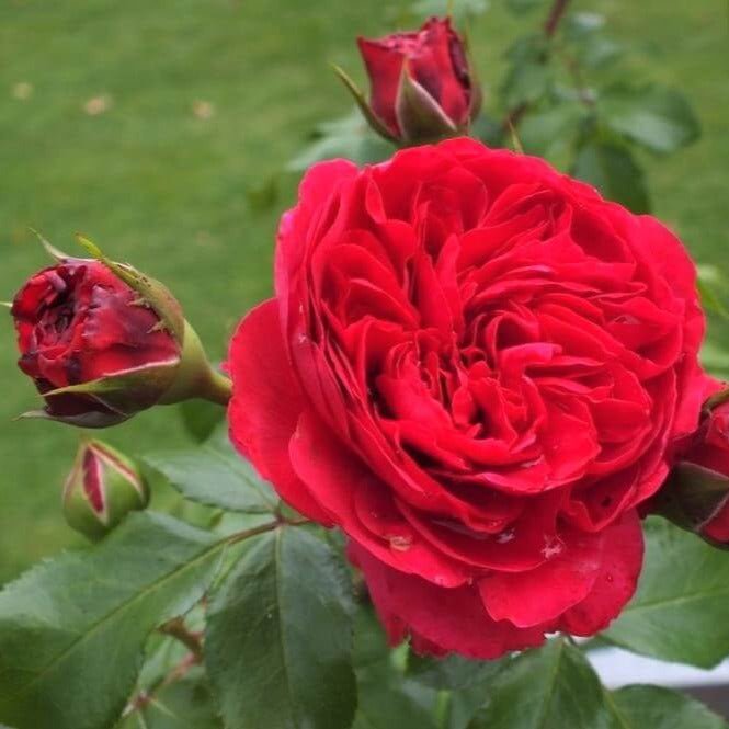 Red Leonardo da Vinci ® Floribunda Roses garden rose bushes potted or bare root plants