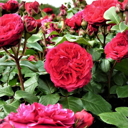 Red Leonardo da Vinci ® Floribunda Roses garden rose bushes potted or bare root plants