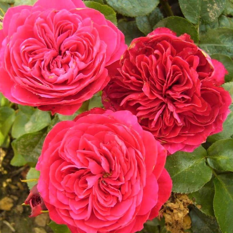 Red Leonardo da Vinci ® Floribunda Roses garden rose bushes potted or bare root plants