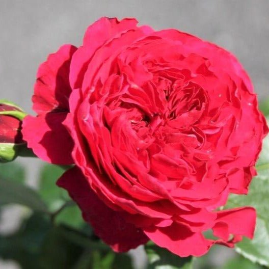 Red Leonardo da Vinci ® Floribunda Roses garden rose bushes potted or bare root plants