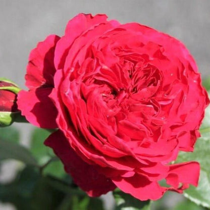 Red Leonardo da Vinci ® Floribunda Roses garden rose bushes potted or bare root plants