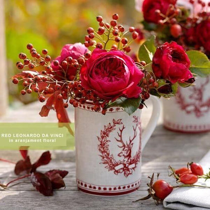 Red Leonardo da Vinci ® Floribunda Roses garden rose bushes potted or bare root plants