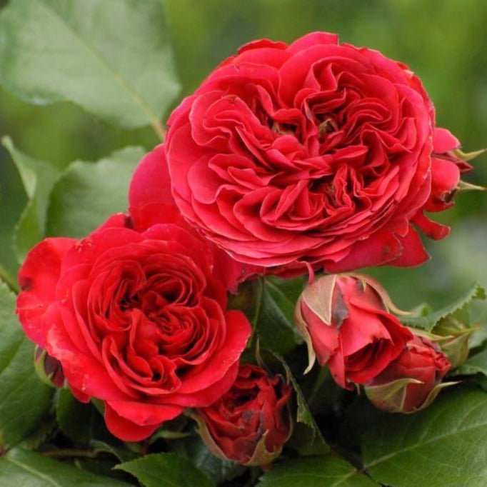 Red Leonardo da Vinci ® Floribunda Roses garden rose bushes potted or bare root plants