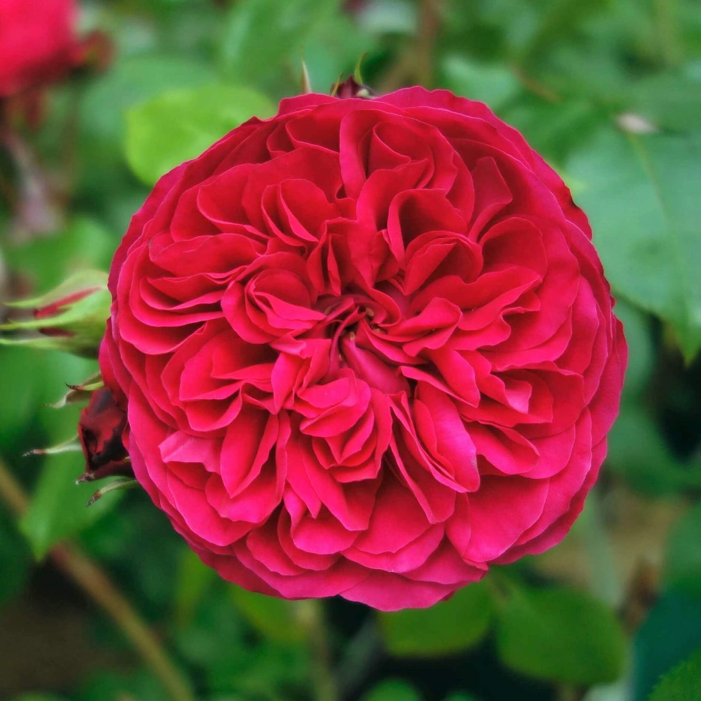 Red Leonardo da Vinci ® Floribunda Roses garden rose bushes potted or bare root plants