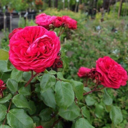 Red Leonardo da Vinci ® Floribunda Roses garden rose bushes potted or bare root plants