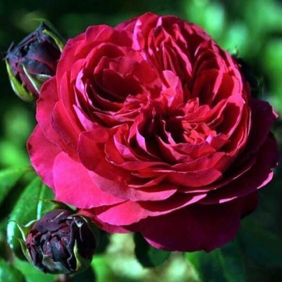 Red Leonardo da Vinci ® Floribunda Roses garden rose bushes potted or bare root plants
