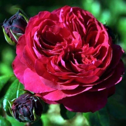 Red Leonardo da Vinci ® Floribunda Roses garden rose bushes potted or bare root plants
