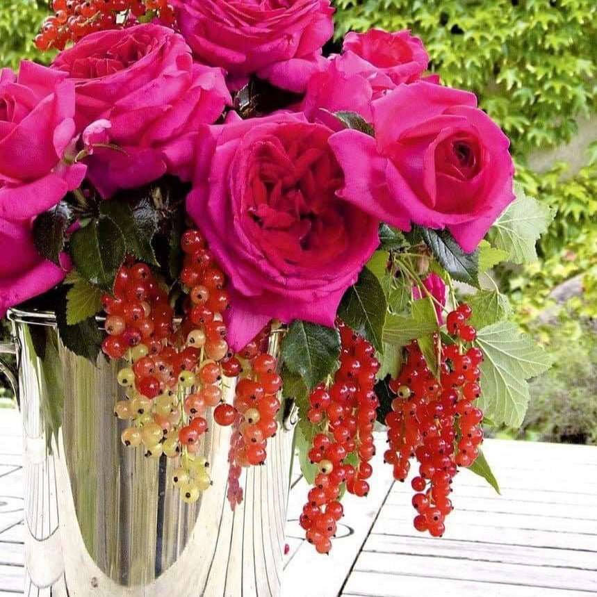 Regis Marcon ®' Hybrid Tea Roses garden rose bushes potted or bare root plants