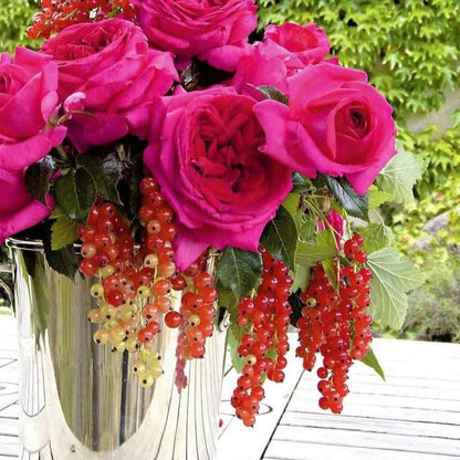Regis Marcon ®' Hybrid Tea Roses garden rose bushes potted or bare root plants