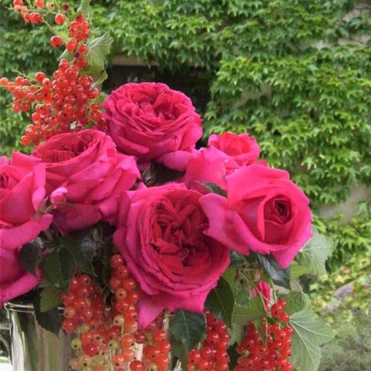 Regis Marcon ®' Hybrid Tea Roses garden rose bushes potted or bare root plants